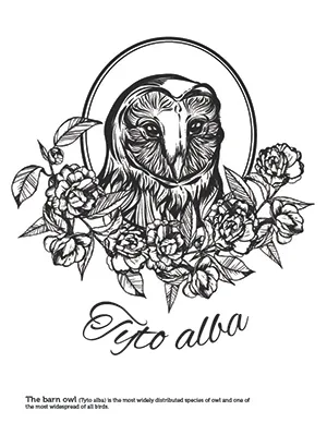 A barn owl coloring sheet with the scientific name below it.