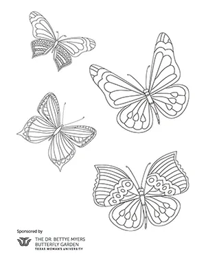 A coloring sheet with four butterflies on it.