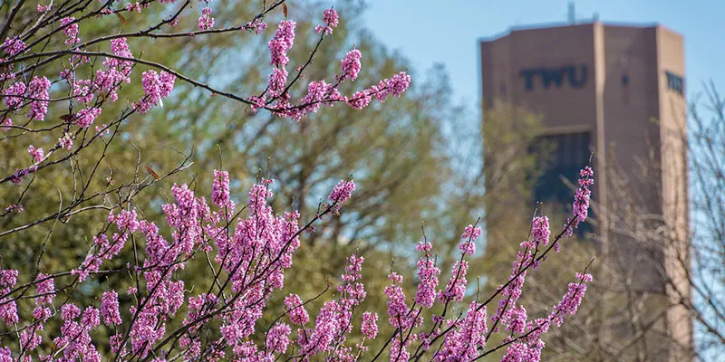 Redbuds blooming on campus