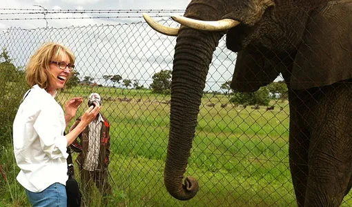 Mona Kerby studies an elephant on the other side of a chain link fence in Zimbabwe