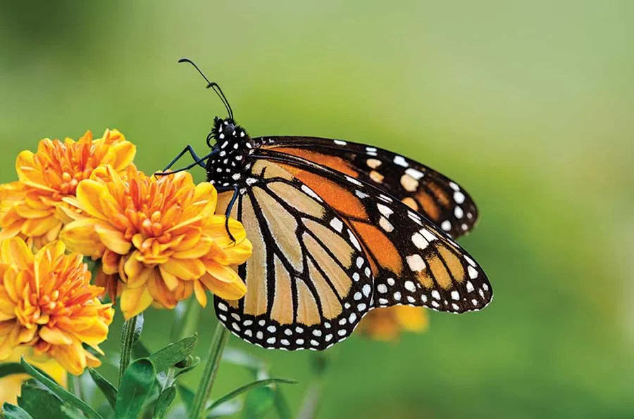 a close-up of a Monarch butterfly resting on a flower