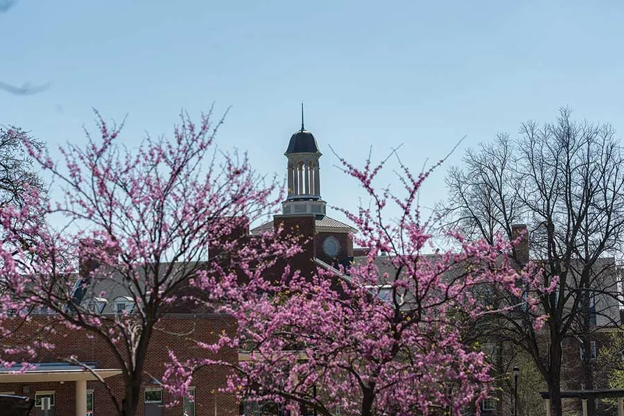 Redbud trees blooming on the Denton Campus