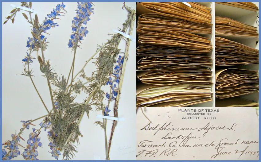 Herbarium photo collage including 1 specimen, 1 label and specimen files 