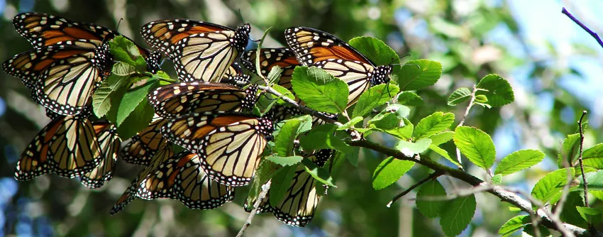 Butterflies on a branch 