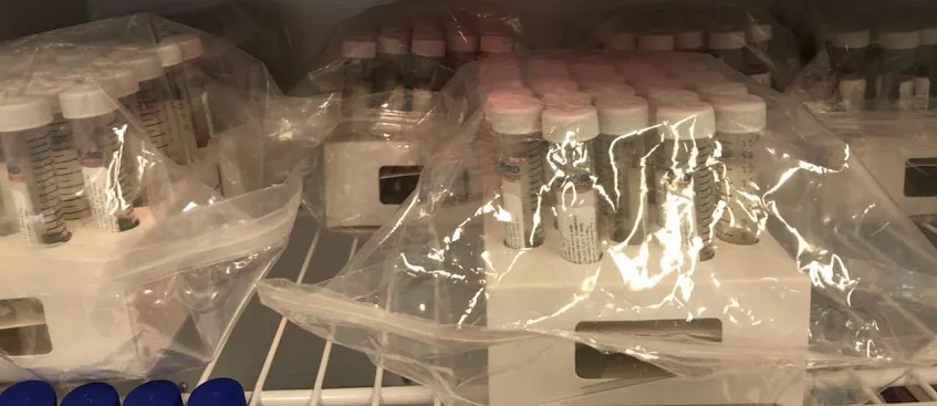Packages of test tubes prepared by the TWU Department of Biology faculty. Photo courtesy Juliet Spencer. 