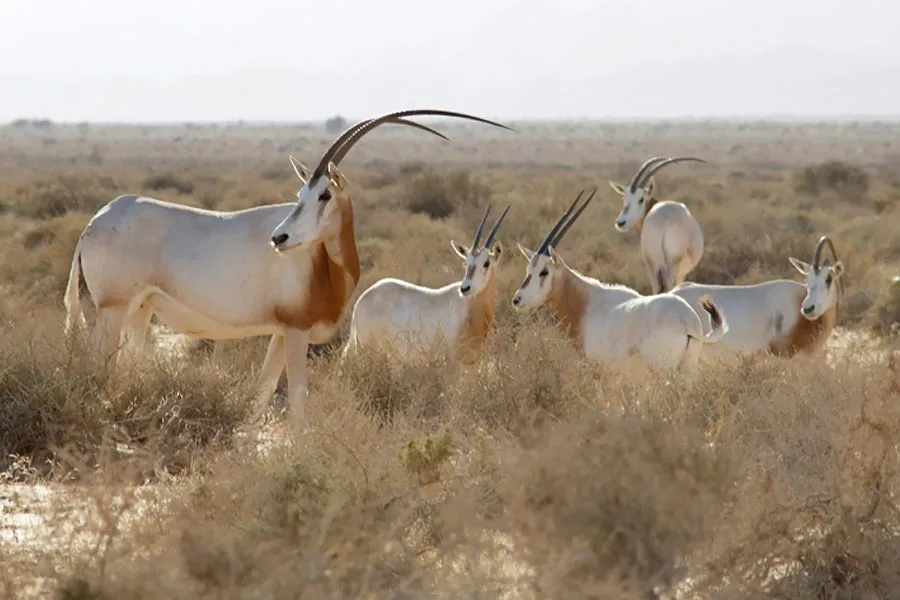 Scimitar-horned oryx in Dghoumes National Park in Tunisia