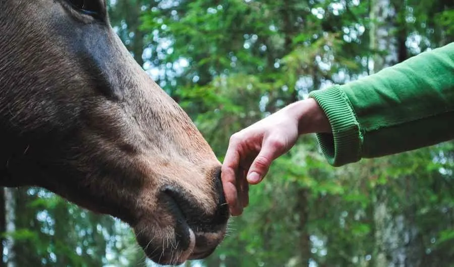 A hand reaches out to stroke the nose of a horse