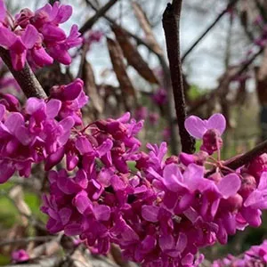 a close view of the redbud trees on TWU's Denton campus
