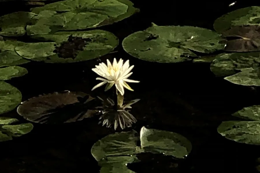 white flower on a pond