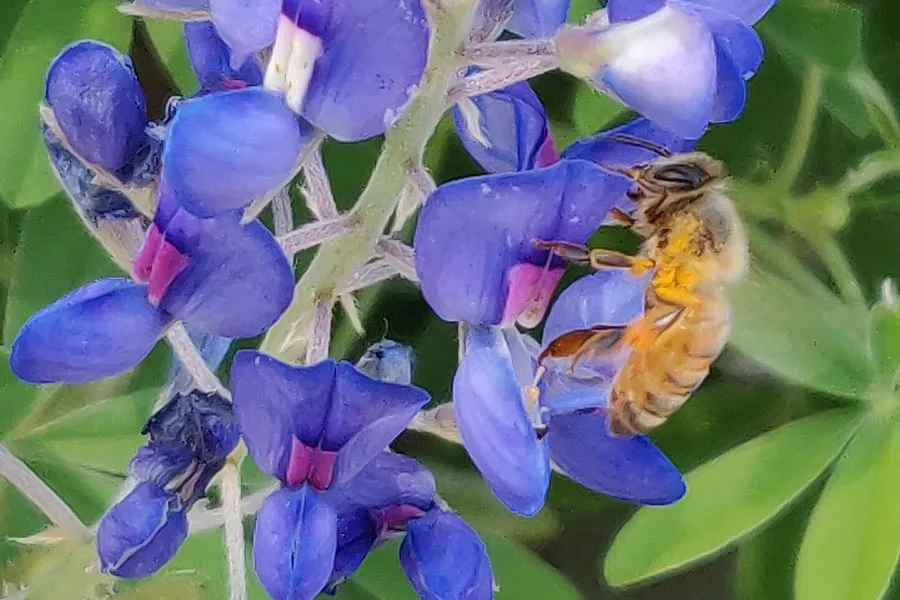 bee on purple flowers