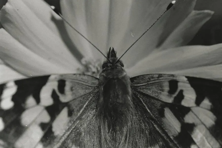 black and white photo of butterfly