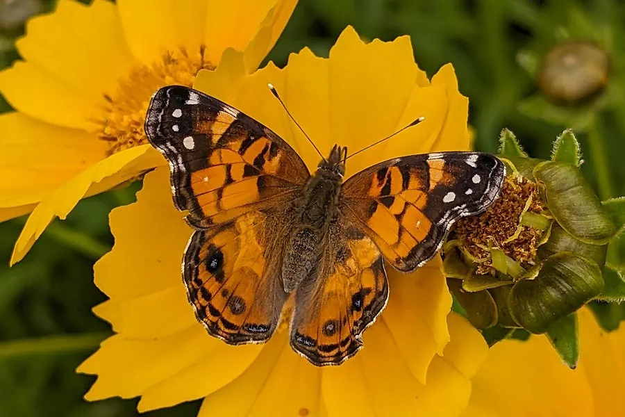 A butterfly on a yellow flower 