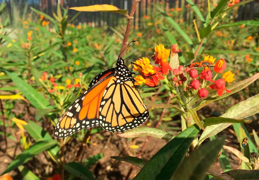 a Monarch butterfly on a milkweed plant