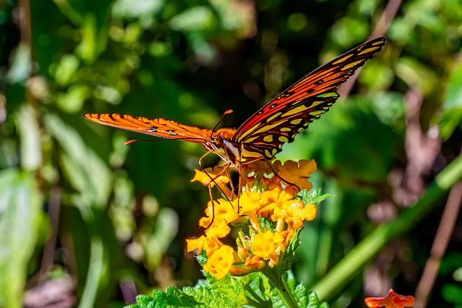 A butterfly on a flower.