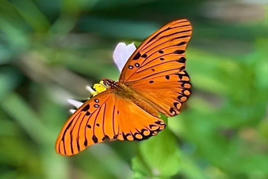 photo of a butterfly