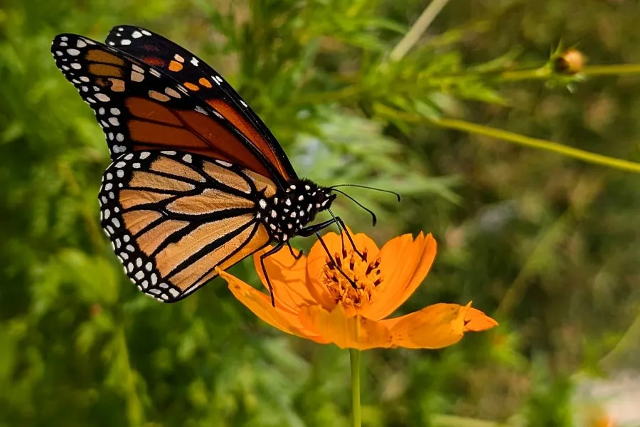 photo of a butterfly