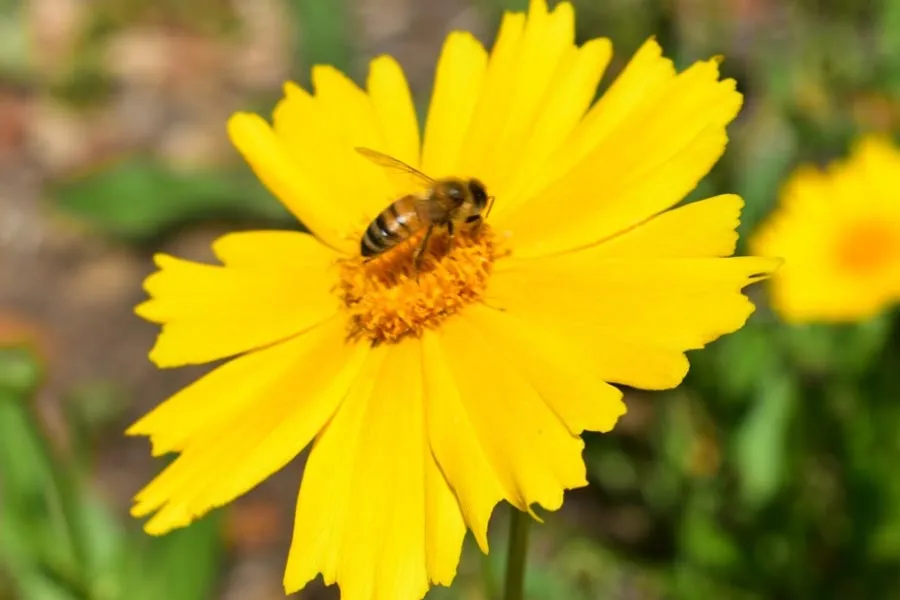 photo of a bee on a yellow flower