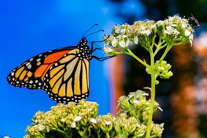A Monarch butterfly rests on a flower.