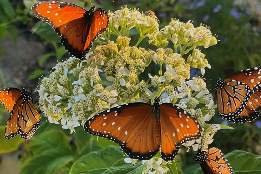 photo of several butterflies