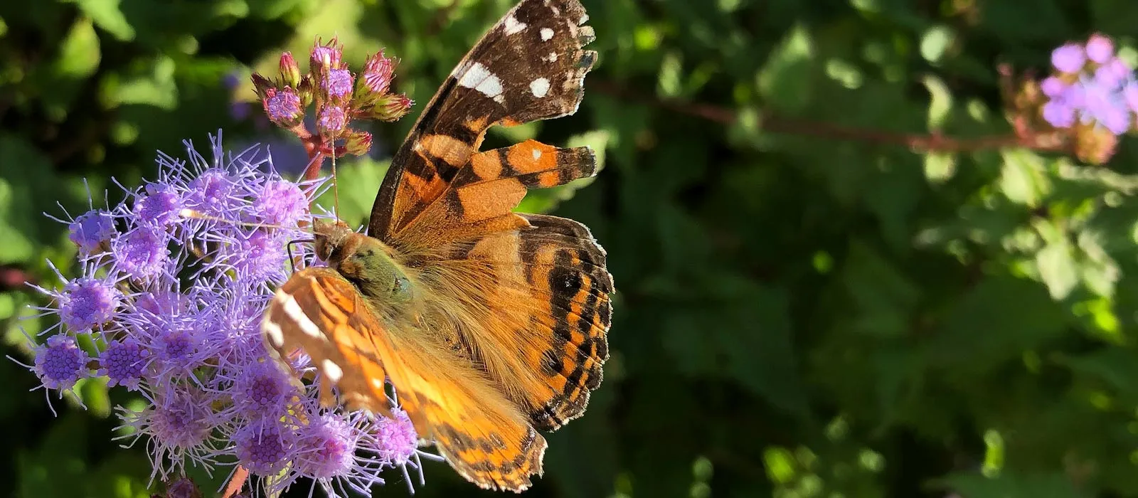 Butterfly on a flower