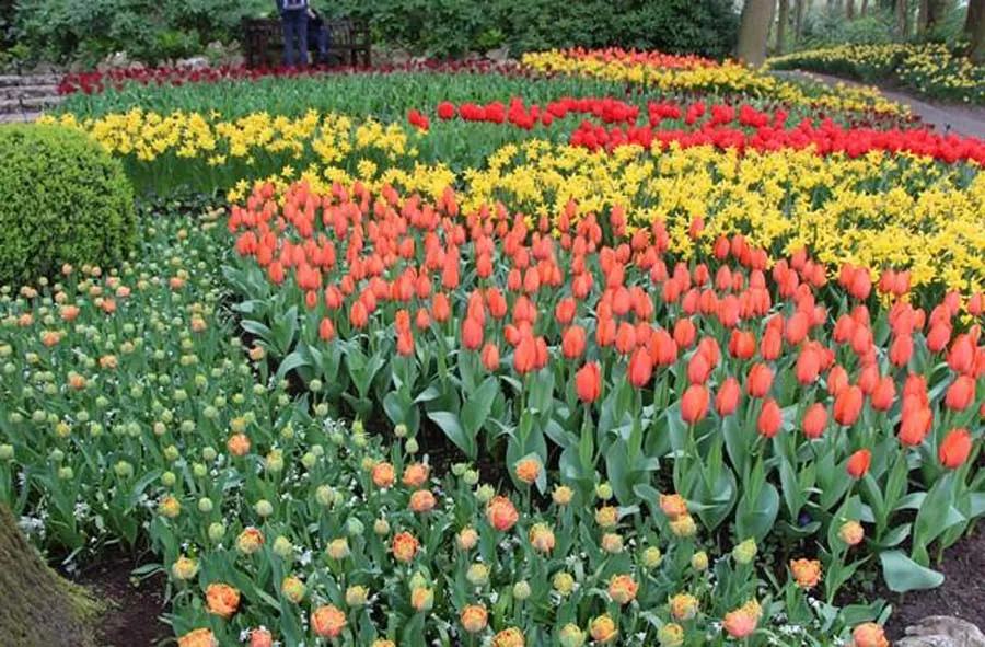 Tulips from The Netherlands