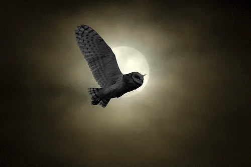 The silhouette of an owl flying across the moon