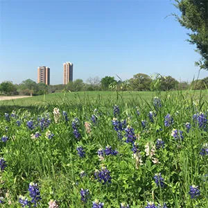 a field of bluebonnets with the TWU campus buildings rising up in the distance