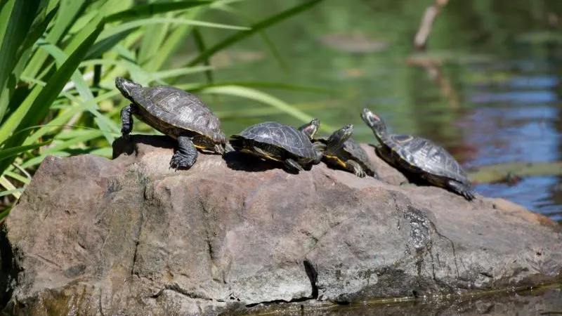 Four turtles sunning themselves on the TWU Texas Pond
