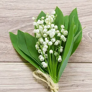 a sprig of lily of the valley