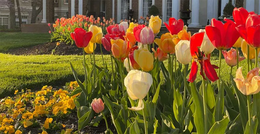 Colorful tulips bloom on the TWU Denton campus