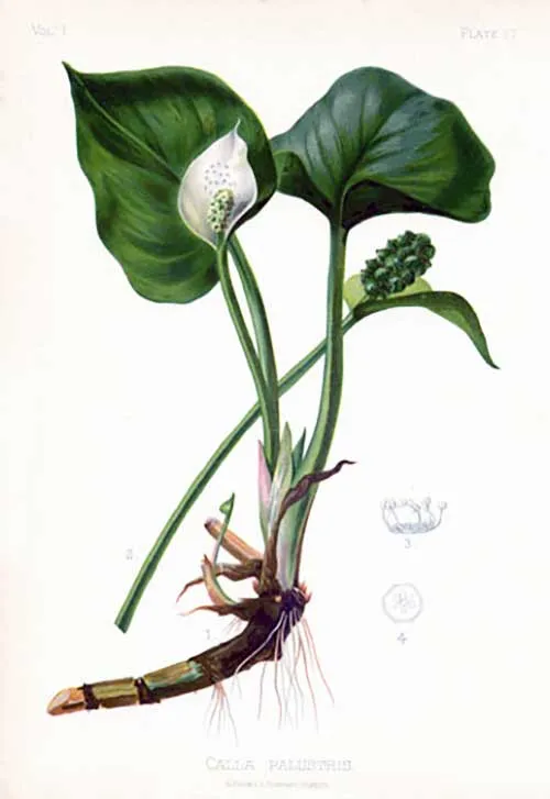 A Drawing of Calla Palustris
