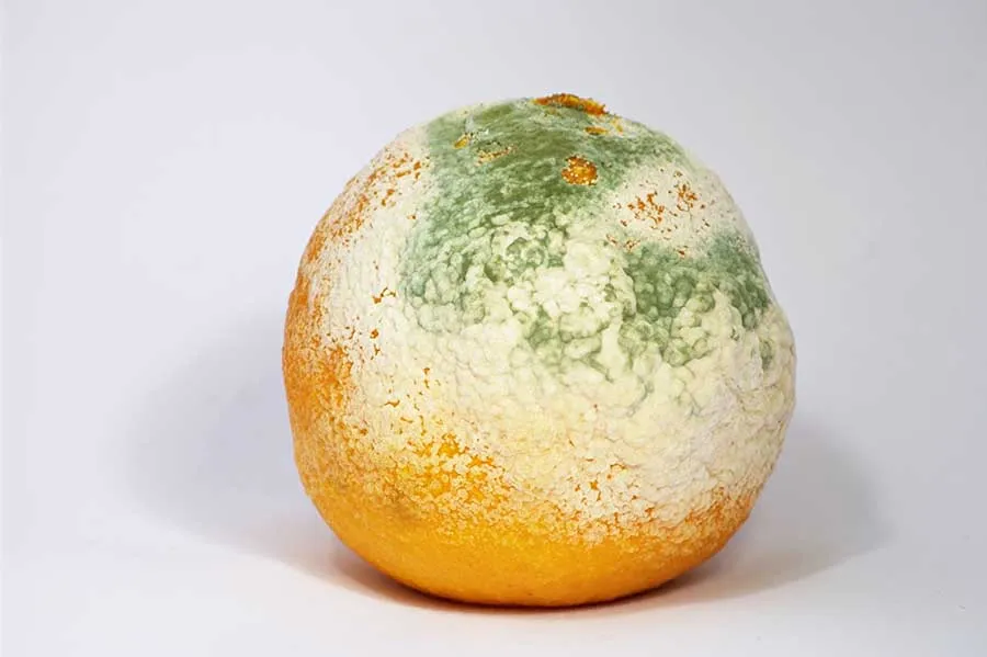An Orange with Mold