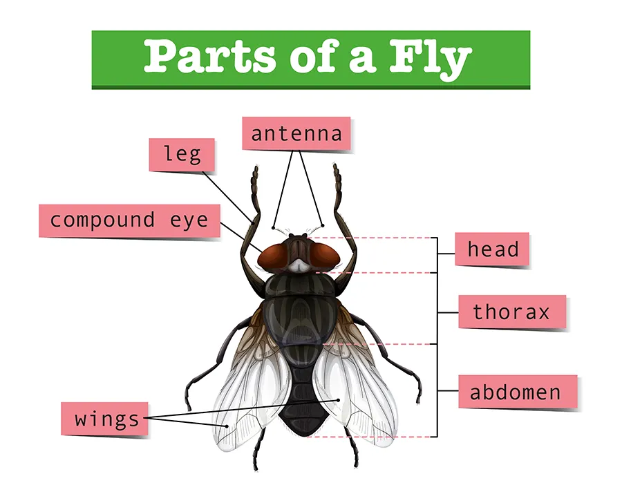 Parts of a fly Including Antenna, Head, Thorax, Abdomen, Wings, Compound Eye, and Leg