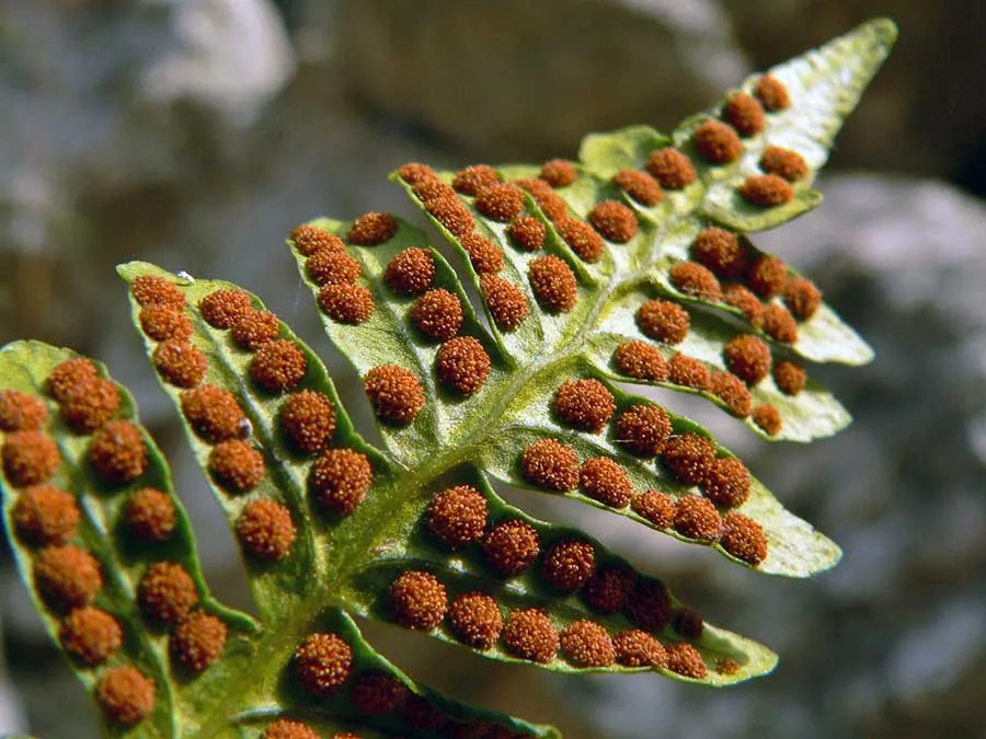 Spores on a Leaf