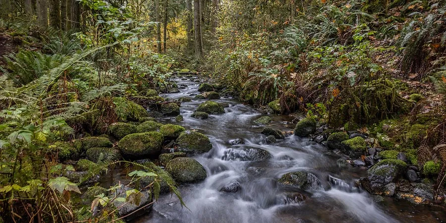 a creek winding through a forest 