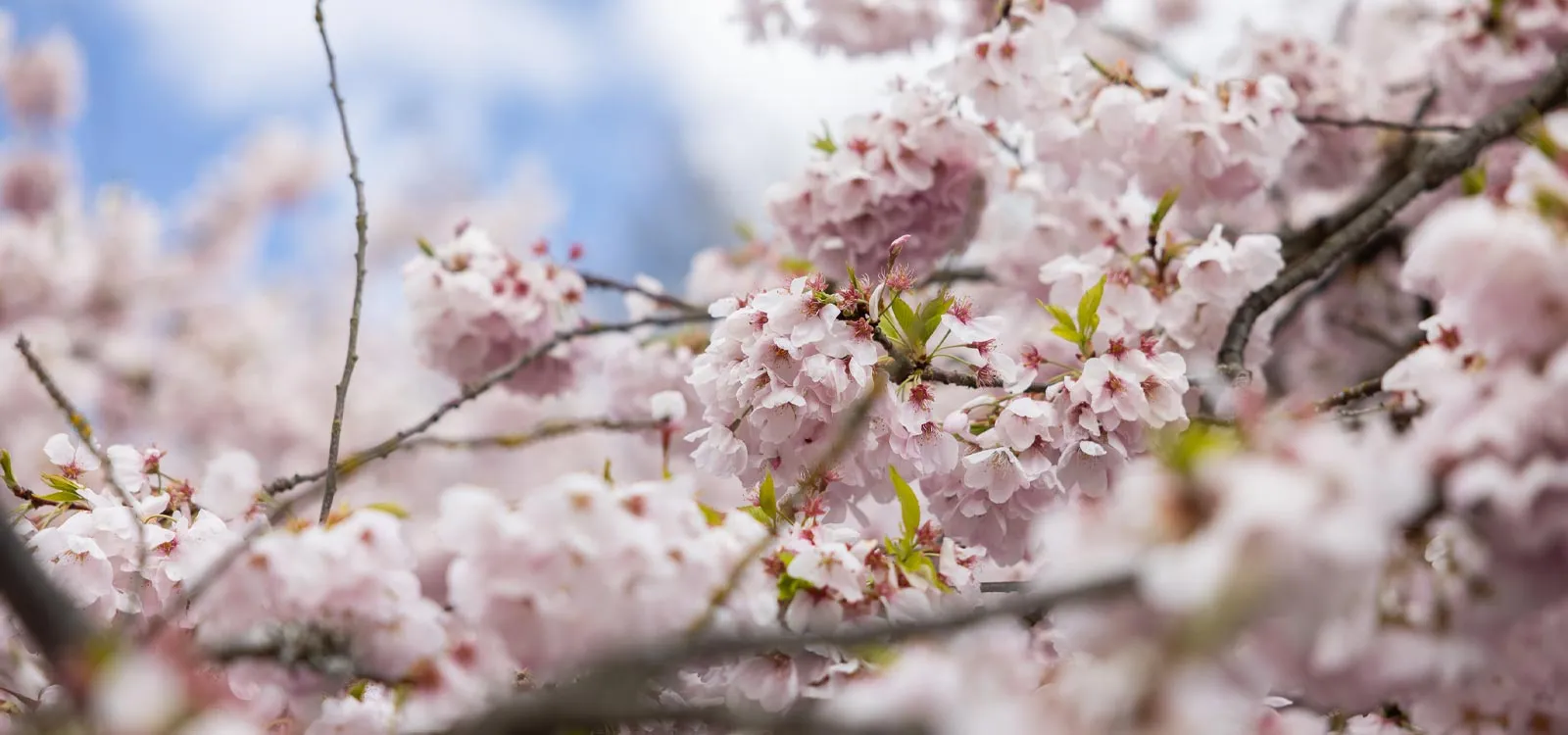 Pink flowers