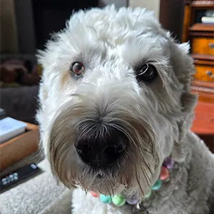 Portrait of Bailey