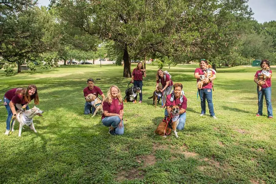 People with dogs in the grass