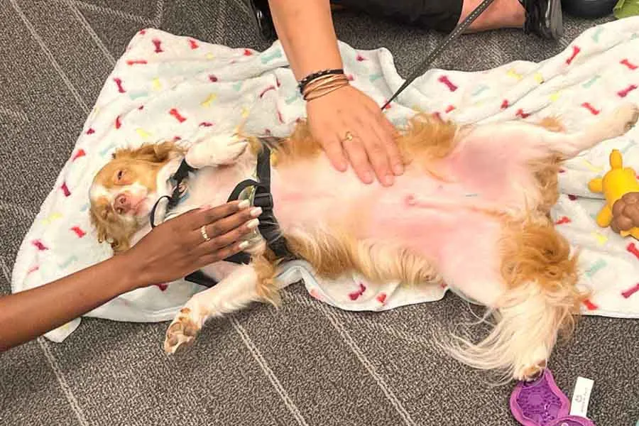Dog on it's back getting belly rubs