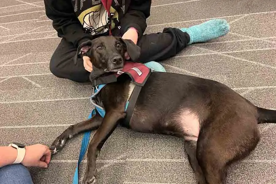 Dog getting attention from students