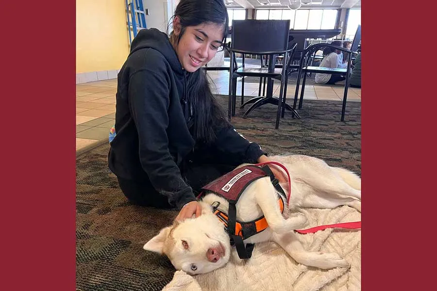 Dog getting attention from students