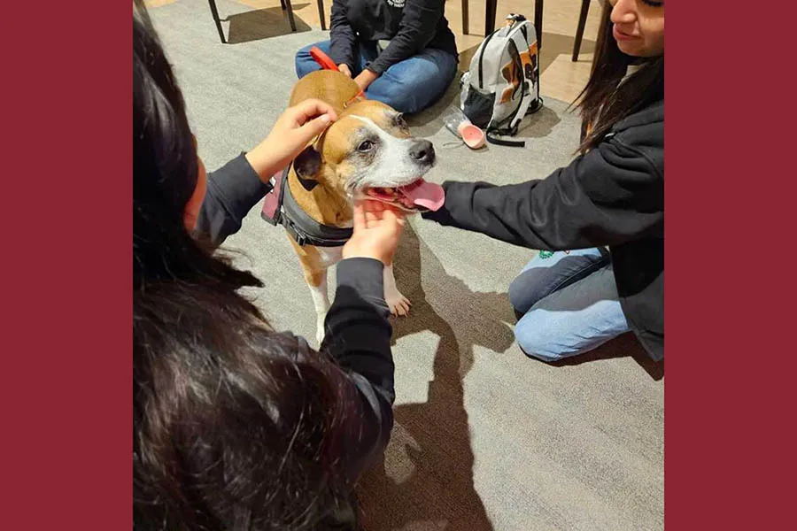 Dog getting attention from students