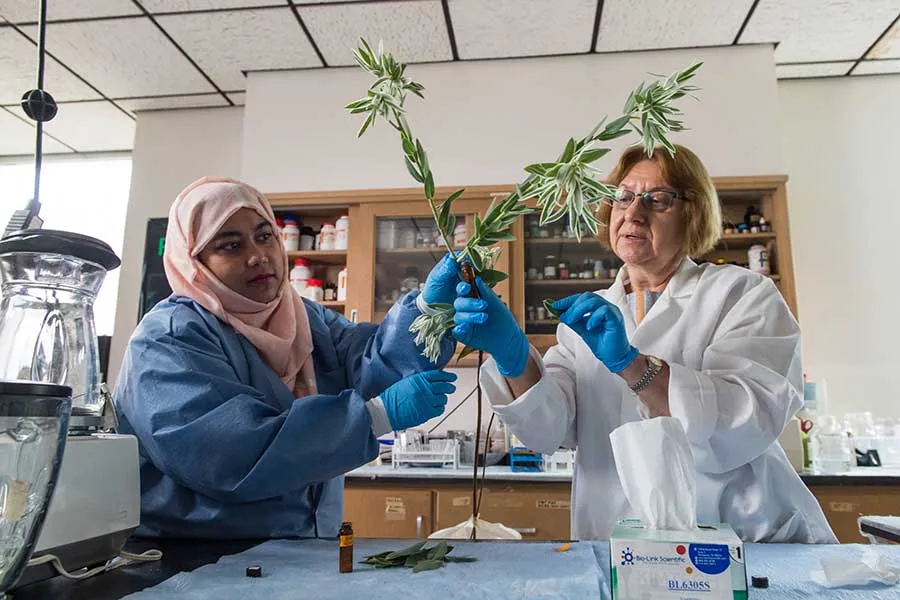 A biology professor and student research a native Texas plant in a lab setting.