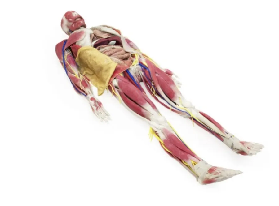 Anatomy Model