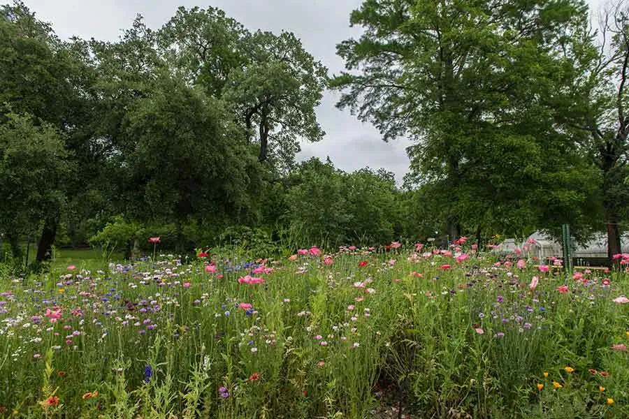 Wildflowers in a tree grove on TWU's Denton campus.