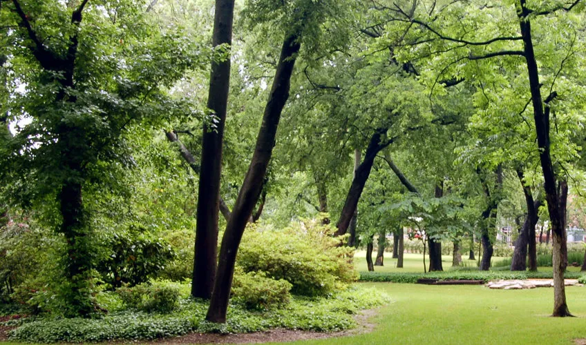 TWU landscape with shrubs and trees. 