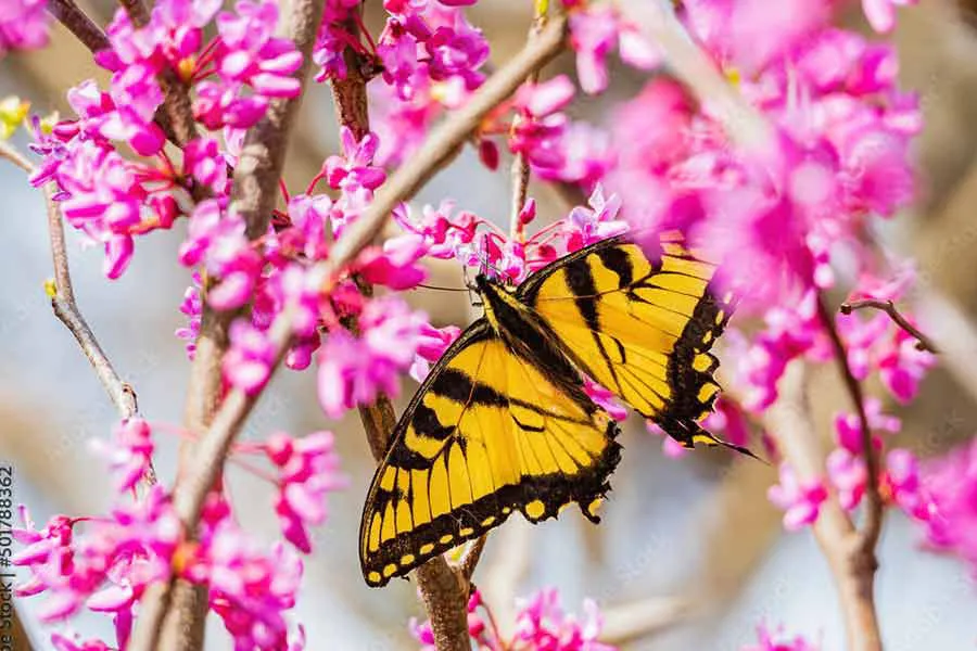 Redbud blooms with a butterfly