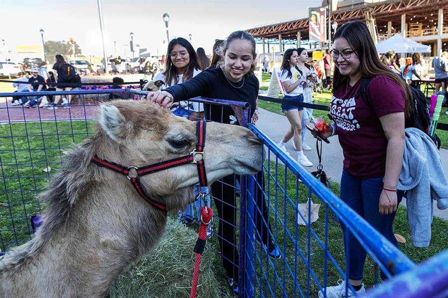 Students looking at a camel at Pioneer Palooza