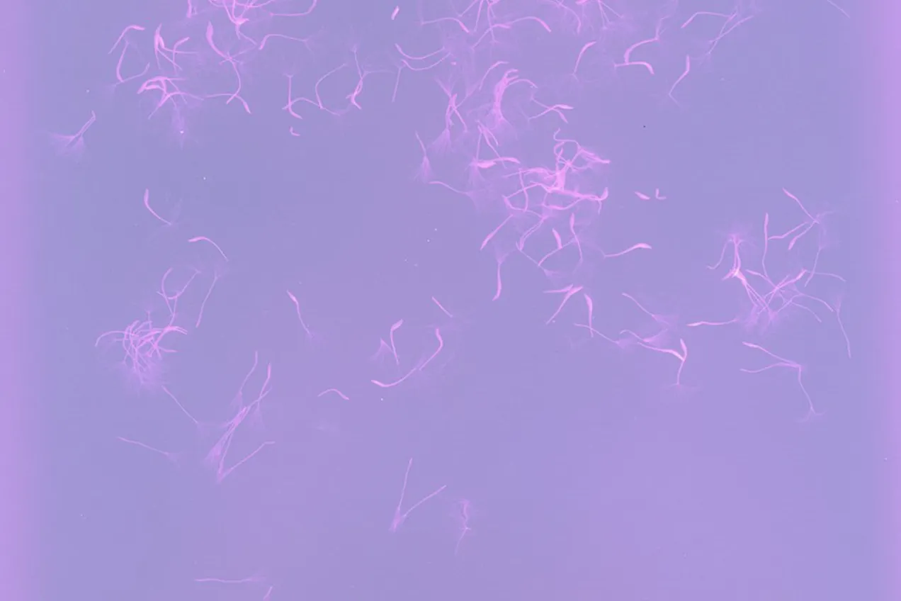 Meg Griffiths, This is my house