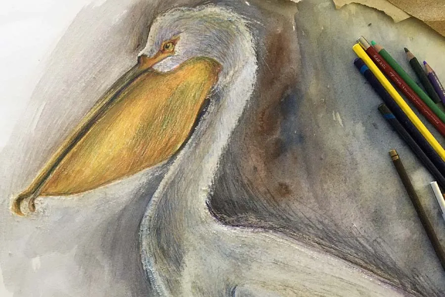 drawing of a pelican